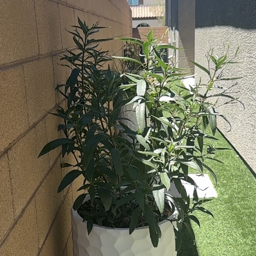 Photo of the plant species Oleander by @YesPrasium29 named Leaf Erickson on Greg, the plant care app