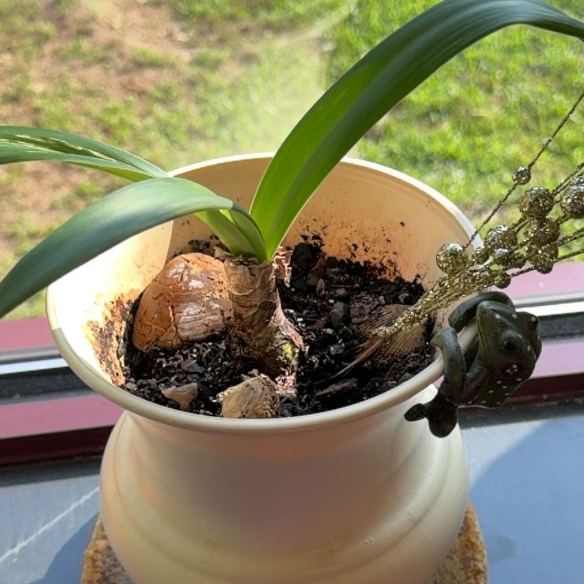Photo of the plant species Albuca Bracteata by @GenialBlue23 named Sage on Greg, the plant care app