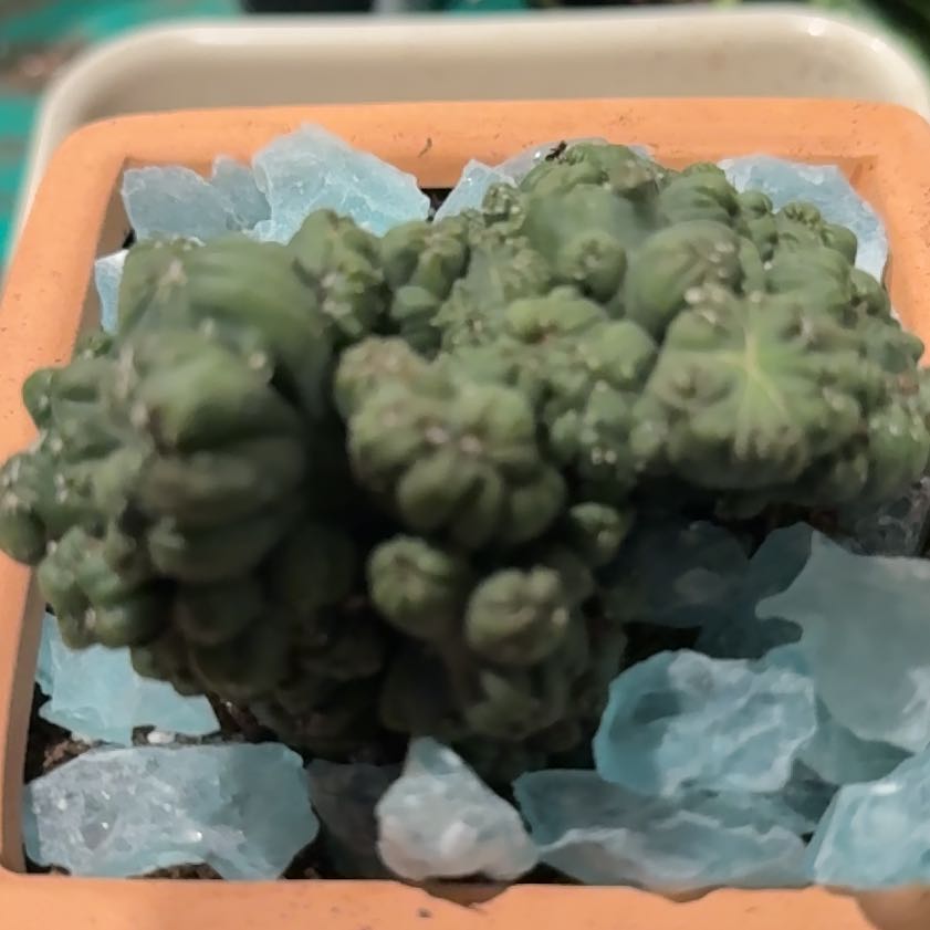 Photo of the plant species Ming Thing Cactus by @AceSpinach16 named Girlfrond on Greg, the plant care app