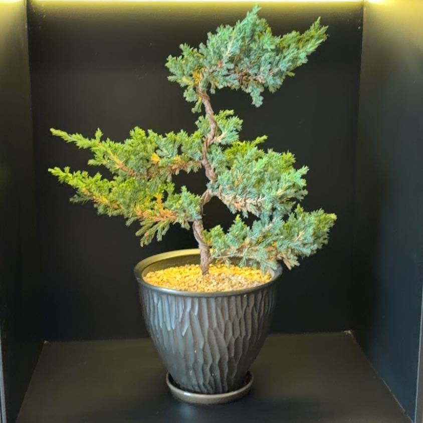 Photo of the plant species Blue Star Juniper by @BuffCamphor94 named Clooney on Greg, the plant care app