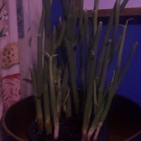 Photo of the plant species Slipper Plant by @ForcefulPhlox44 named Hamilton on Greg, the plant care app