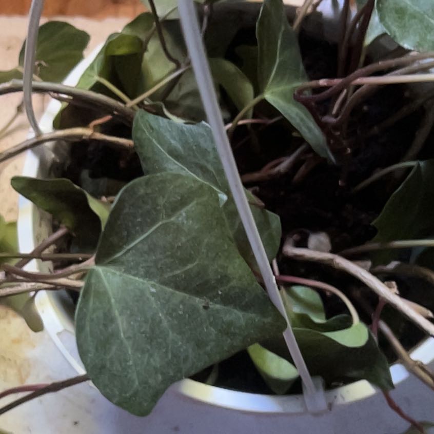 Photo of the plant species Hedera Hibernica by @ForcefulPhlox44 named Sage on Greg, the plant care app