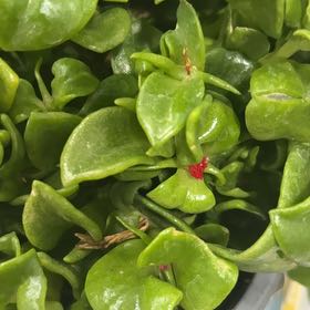 Photo of the plant species Coral Moss by @SubtleWavycap27 named Lebron on Greg, the plant care app