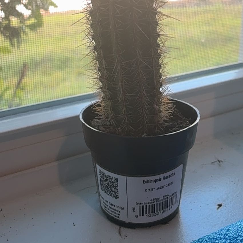 Photo of the plant species Echinopsis 'Huascha' by @BossRoussea42 named Cactus jack on Greg, the plant care app