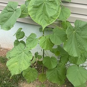 Photo of the plant species Velvetleaf by @GoodFlatpea29 named Marilyn on Greg, the plant care app