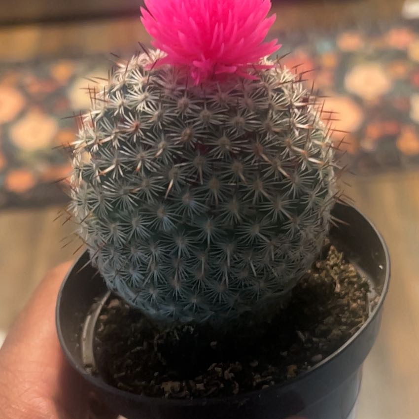 Photo of the plant species Cactus by @LordGuayule66 named Luna on Greg, the plant care app