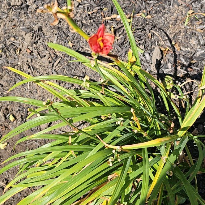 Photo of the plant species African Lily by @HotPersia43 named McKinley on Greg, the plant care app