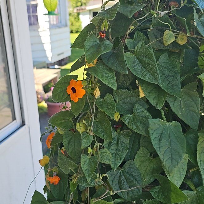 Photo of the plant species Blackeyed Susan Vine by @HotPersia43 named Mando on Greg, the plant care app
