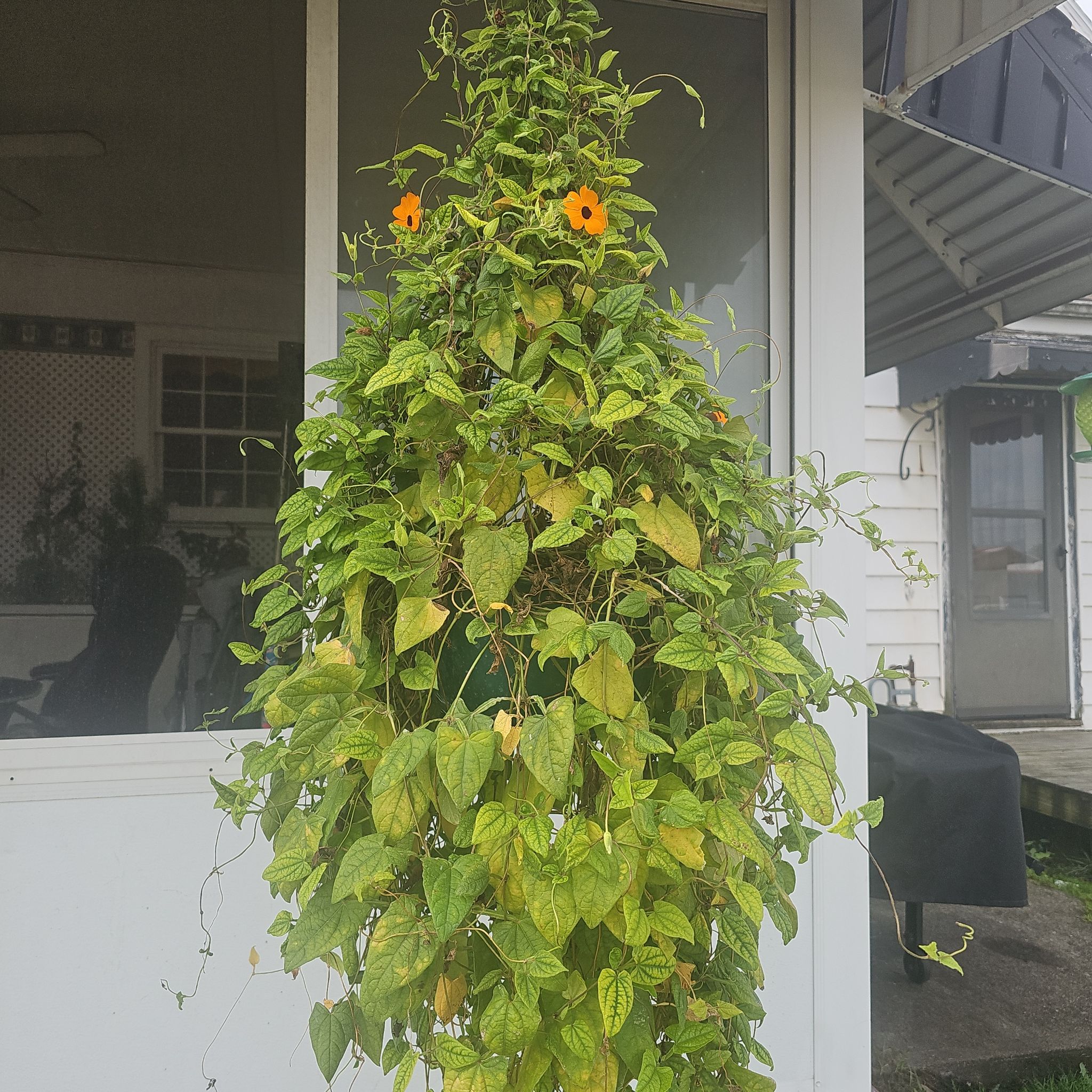 Photo of the plant species Blackeyed Susan Vine by @HotPersia43 named Mando on Greg, the plant care app