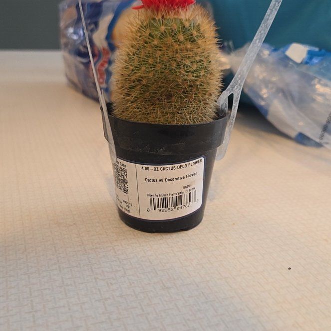 Photo of the plant species Mammillaria densispina by @MagicalCactus26 named Athena on Greg, the plant care app