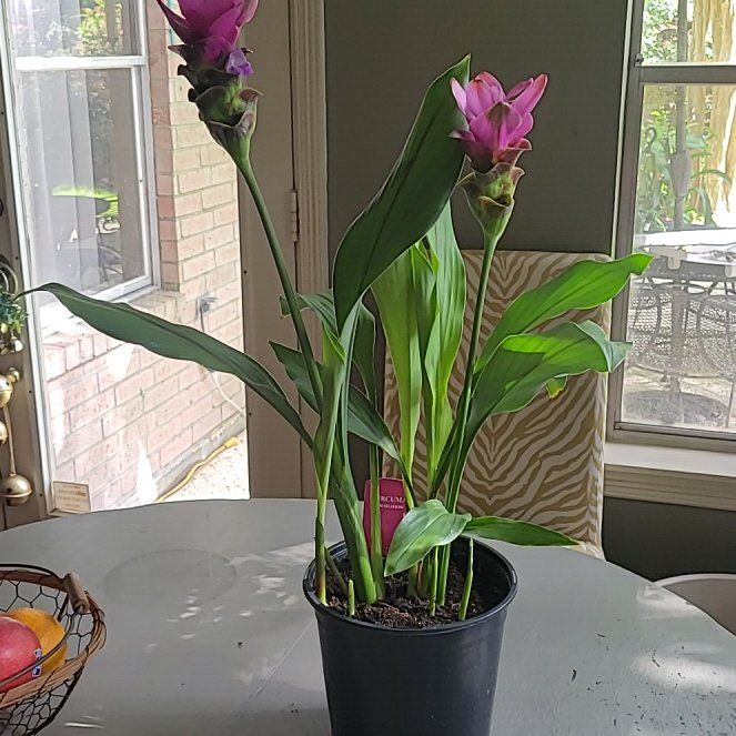 Photo of the plant species Red Ginger by @FitRedrose87 named Xena on Greg, the plant care app