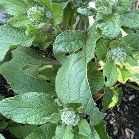 Photo of the plant species Borage by @AngelicChaya2 named Mando on Greg, the plant care app