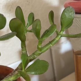 Photo of the plant species Tree Stonecrop by @MerryTawa20 named Doja Cat on Greg, the plant care app