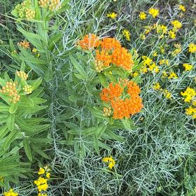 Photo of the plant species Butterfly Weed by @DearWodyetia47 named Queen on Greg, the plant care app