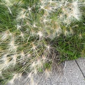 Photo of the plant species Mexican Feather Grass by @DearWodyetia47 named Elle on Greg, the plant care app