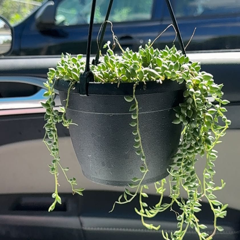 Photo of the plant species Raindrops by @ExecYuzutree51 named Cloud on Greg, the plant care app