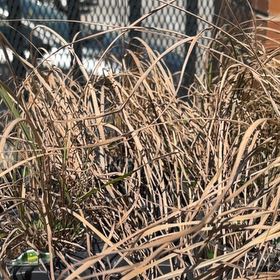 Photo of the plant species Pampas Grass by @GoldLemon7 named Einstein on Greg, the plant care app