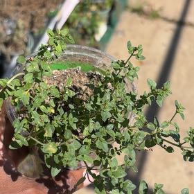 Photo of the plant species English Thyme by @GoldLemon7 named Sproutacus on Greg, the plant care app