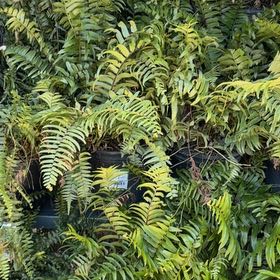 Photo of the plant species Bold Sword Fern by @GoldLemon7 named Bigleef Smalls on Greg, the plant care app