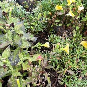Photo of the plant species Redsepal Evening Primrose by @GoldLemon7 named Foxxy on Greg, the plant care app
