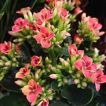 Photo of the plant species Florist Kalanchoe by Cathy named Katy Lang on Greg, the plant care app