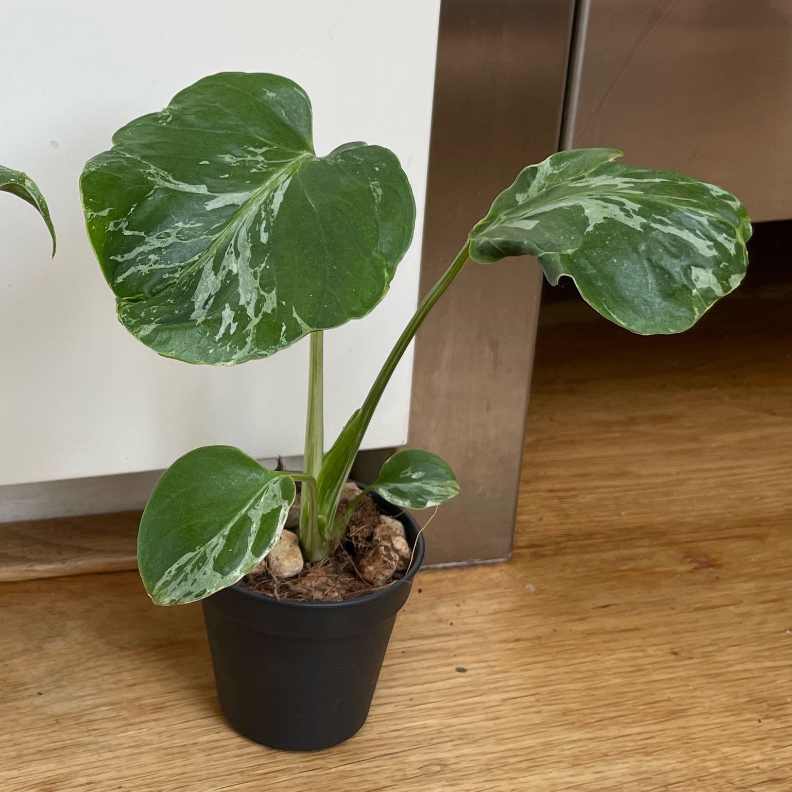 Photo of the plant species Monstera 'Bulbasaur' by @NoblyGabisan90 named ChloroPhil on Greg, the plant care app