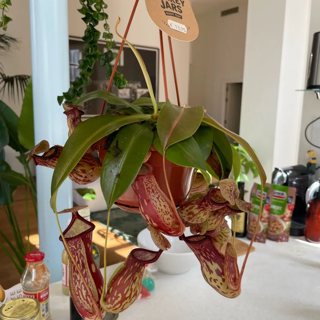 Photo of the plant species Nepenthes 'Miranda' by @NoblyGabisan90 named Drake on Greg, the plant care app