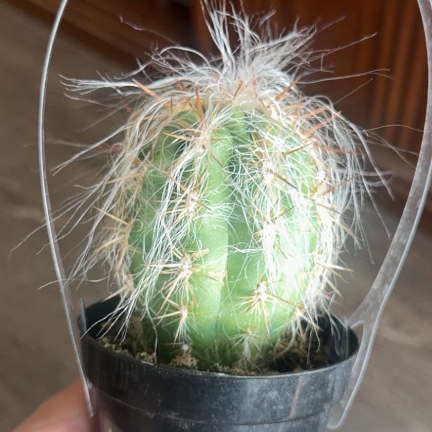 Photo of the plant species Old Man Cactus by @GoldenOrchid named Daphne on Greg, the plant care app