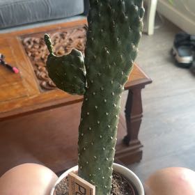 Photo of the plant species Cowboy Cactus by @GoldenOrchid named Yeeet haw on Greg, the plant care app