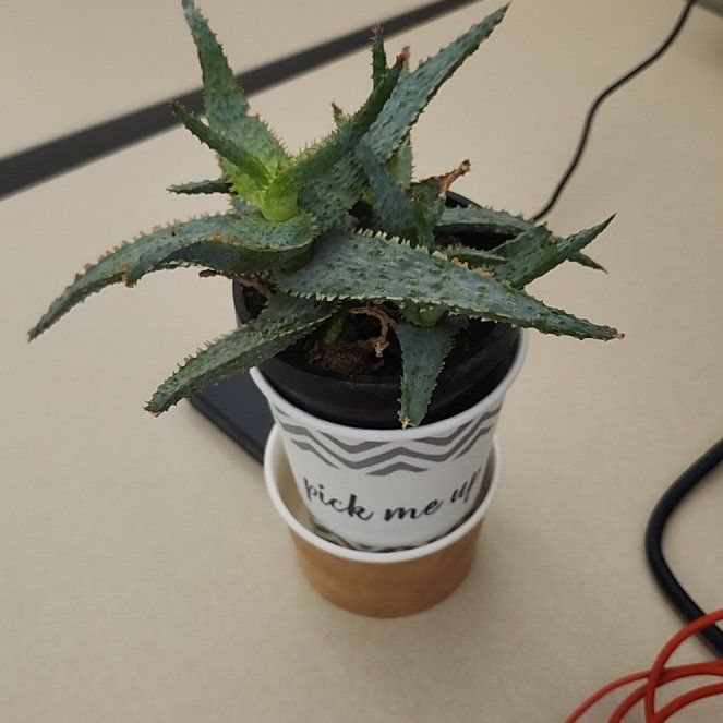 Photo of the plant species Aloe 'Purple People Eater' by @PurelyDamiana79 named Bologna spiky on Greg, the plant care app