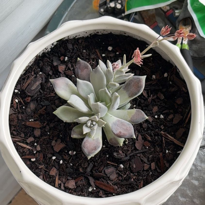 Photo of the plant species Pachyphytum 'Margrit' by @HegemonicBeech8 named Bieber on Greg, the plant care app