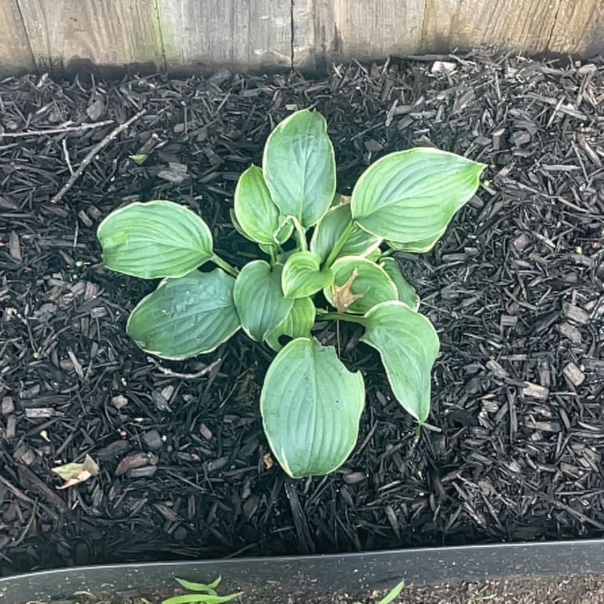 Photo of the plant species Hosta 'Shadowland Gigantosaurus' by @WillCatasetum59 named Clooney on Greg, the plant care app