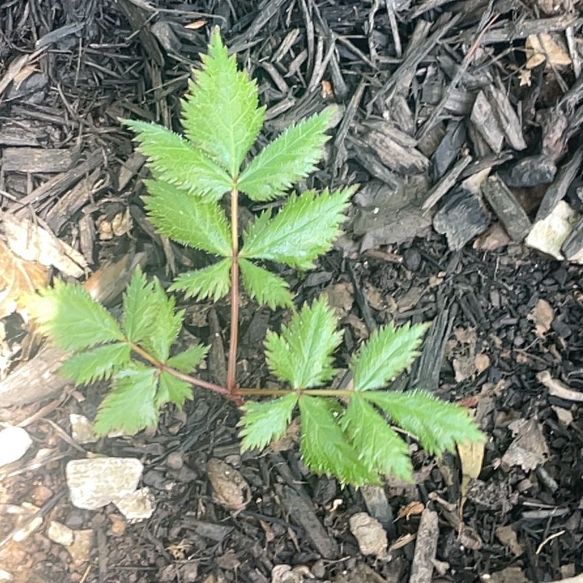 Photo of the plant species Astilbe by @WillCatasetum59 named Stella on Greg, the plant care app