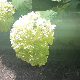 Photo of the plant species Limelight Hydrangea by @WillCatasetum59 named Lebron on Greg, the plant care app