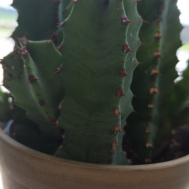 Photo of the plant species Moroccan Mound by @HeiressEncina92 named Mochi on Greg, the plant care app