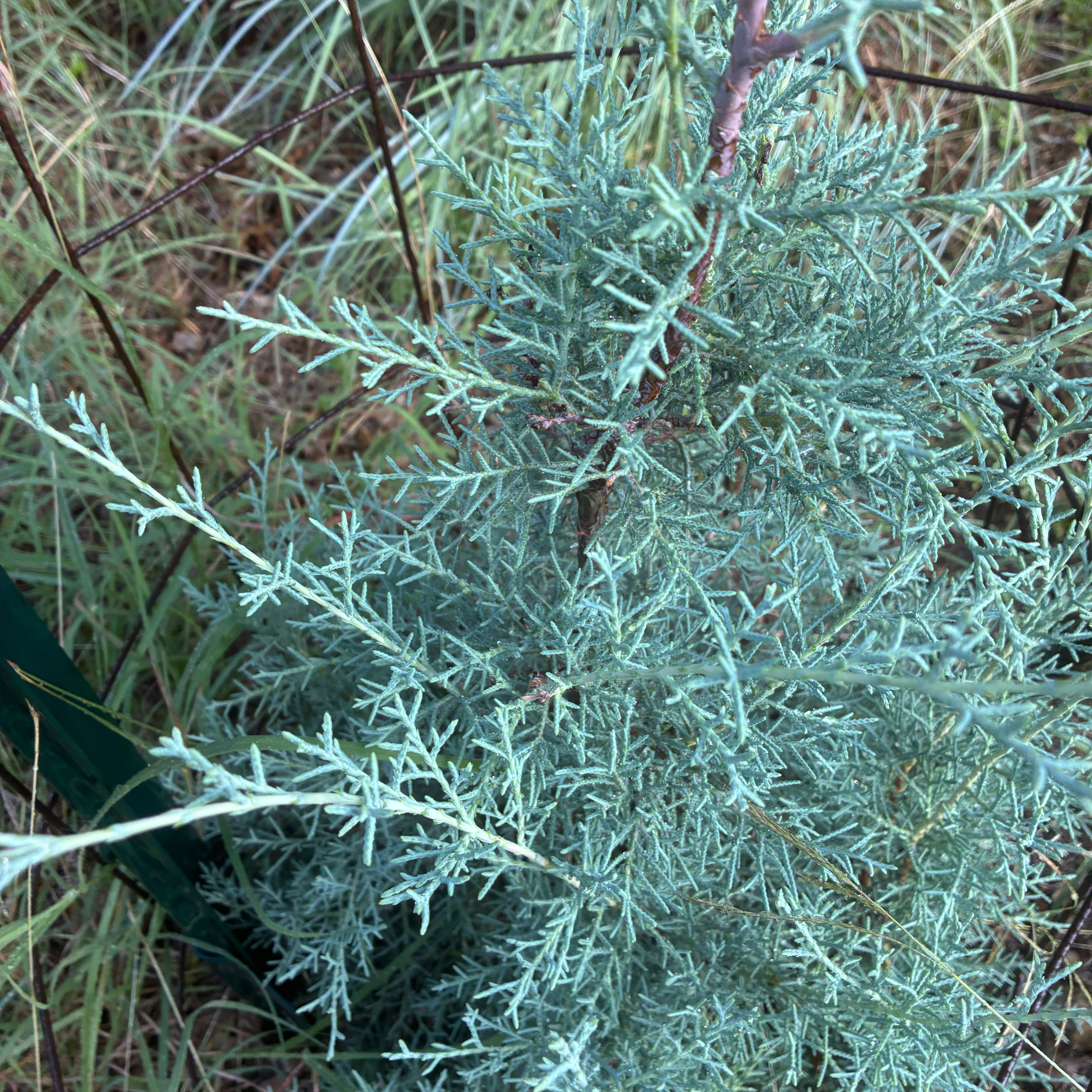 Photo of the plant species Southernwood by @GenteelCowpea51 named Michelle Branch on Greg, the plant care app