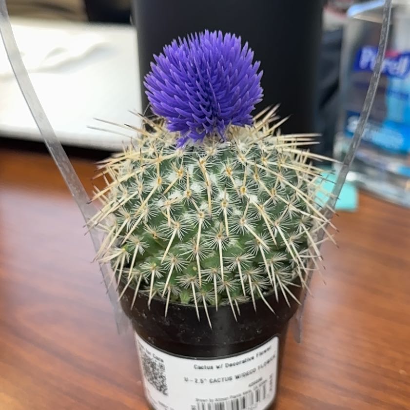 Photo of the plant species Owl's Eye Cactus by @ExaltedPandan named Nemo on Greg, the plant care app