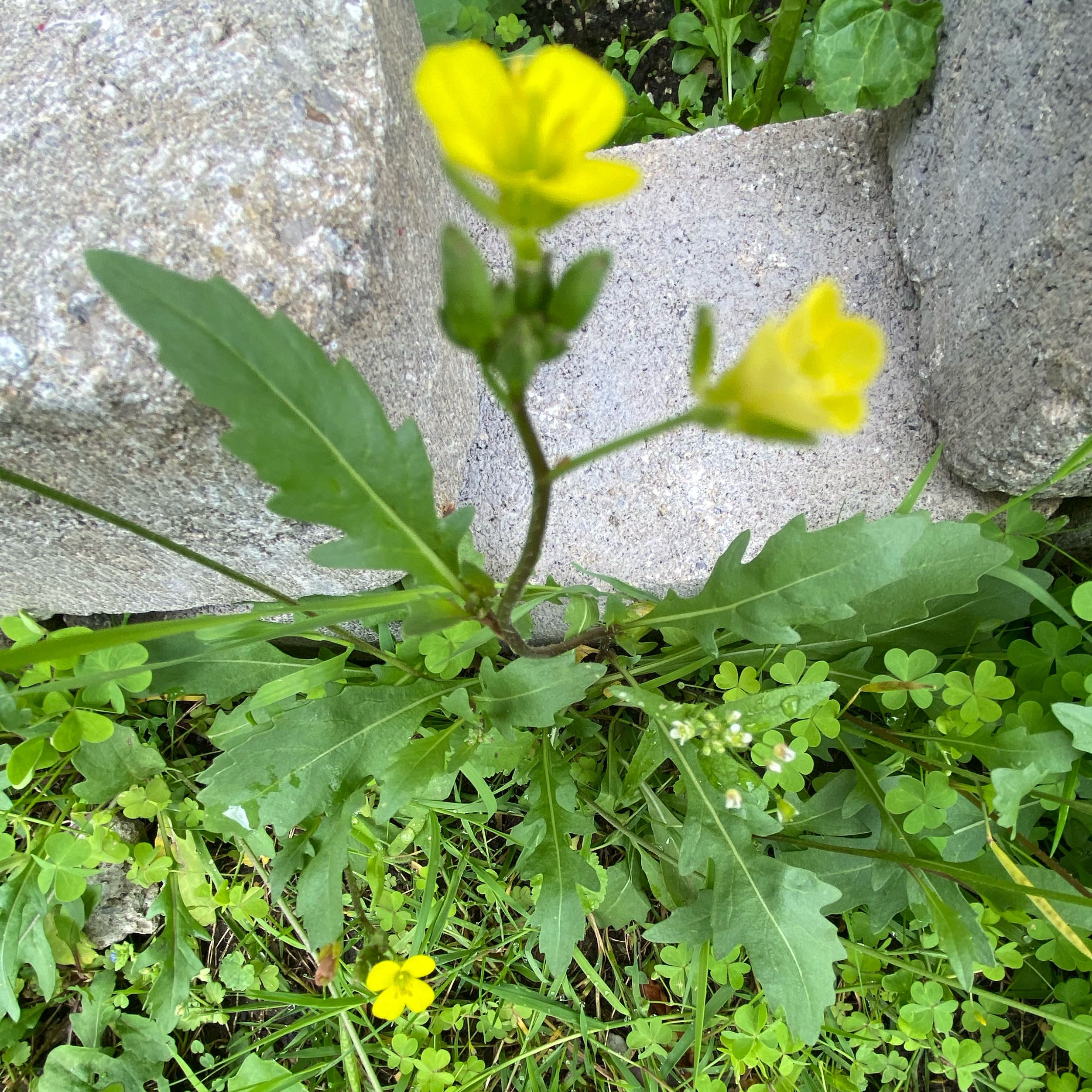 Photo of the plant species Common Yellow Woodsorrel by @GemPignut31 named Pax on Greg, the plant care app