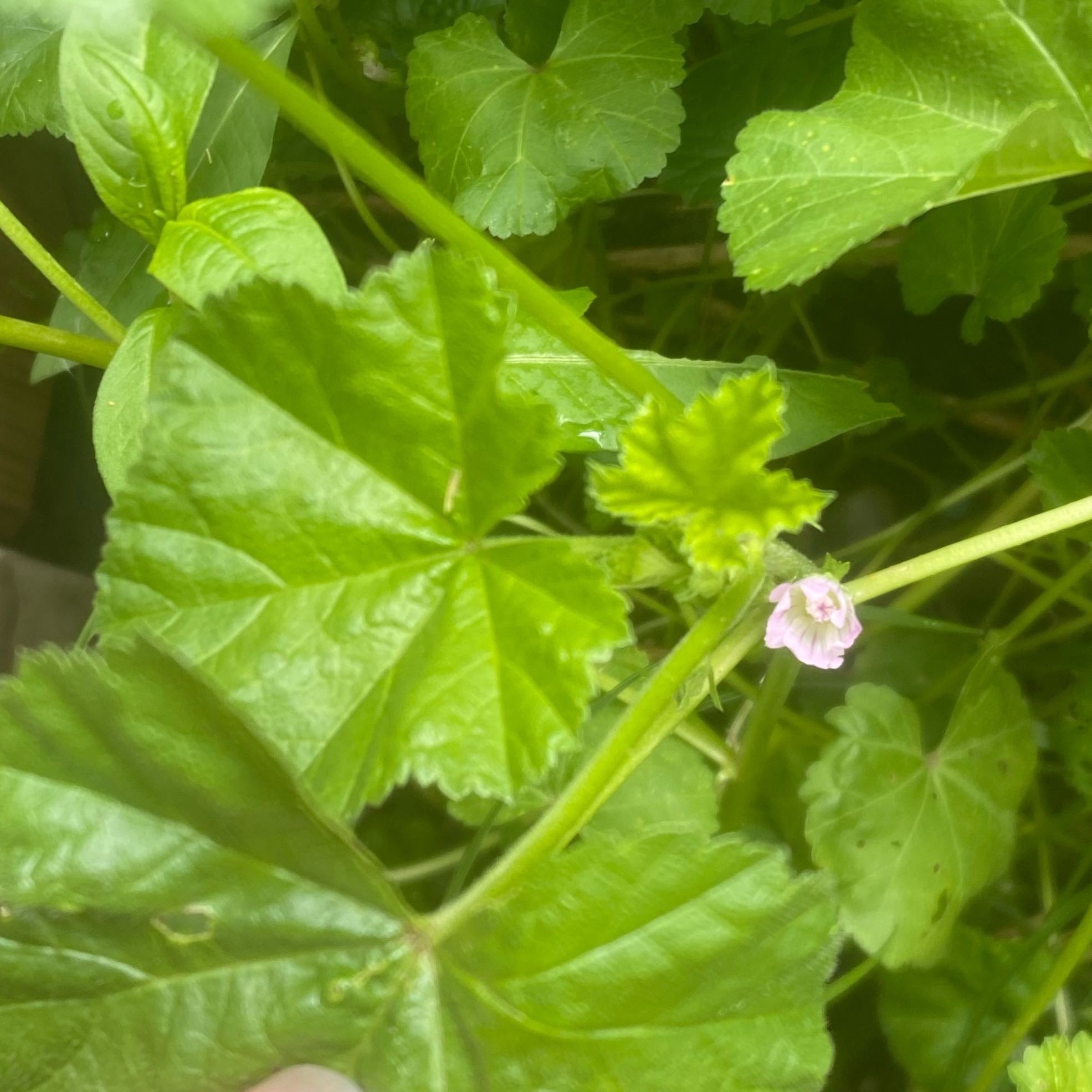 Photo of the plant species Common Mallow by @GemPignut31 named Luna on Greg, the plant care app