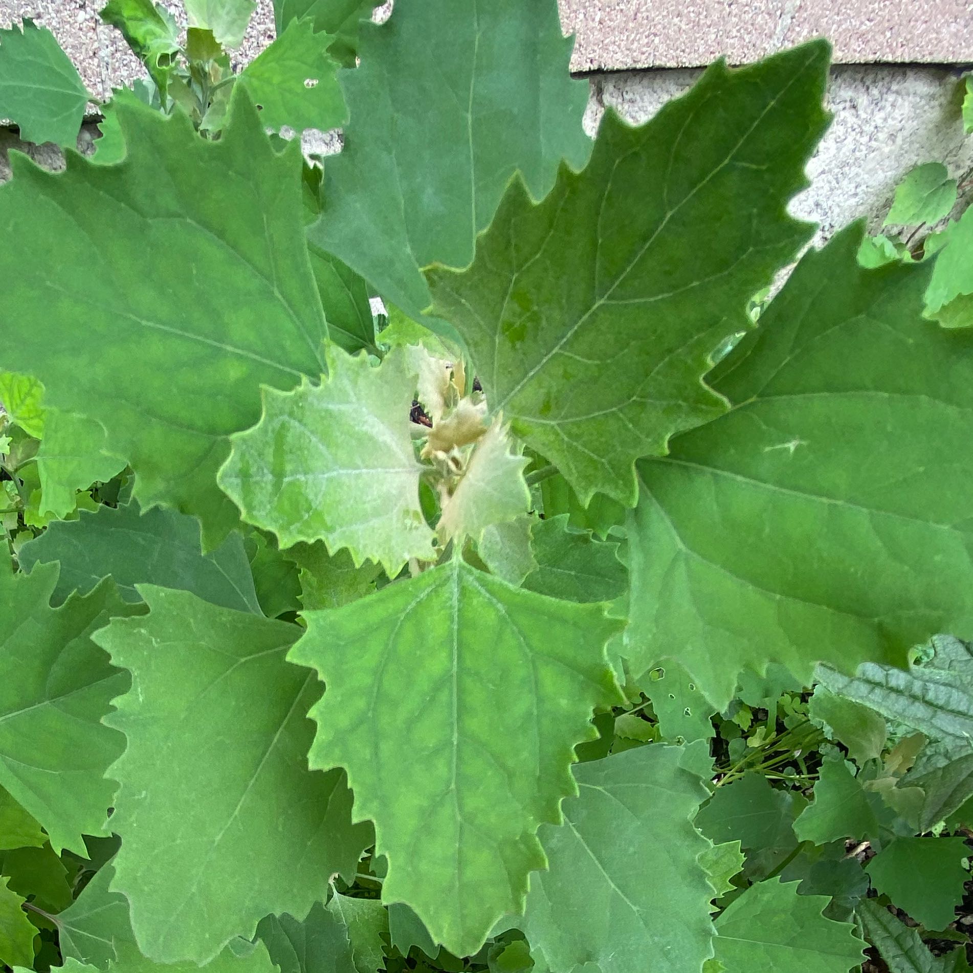 Photo of the plant species White Goosefoot by @GemPignut31 named Naomi on Greg, the plant care app