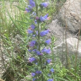 Photo of the plant species Viper's Bugloss by @GemPignut31 named Robert Plant on Greg, the plant care app