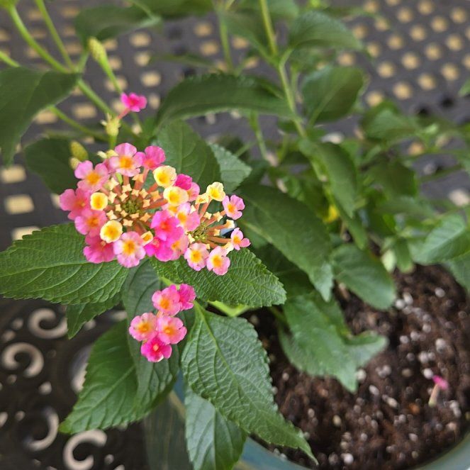 Photo of the plant species Yellow Sage by @SpicyCordmoss21 named Mochi on Greg, the plant care app