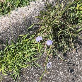 Photo of the plant species Cichorium Intybus by @PetChards11 named Scarlett on Greg, the plant care app