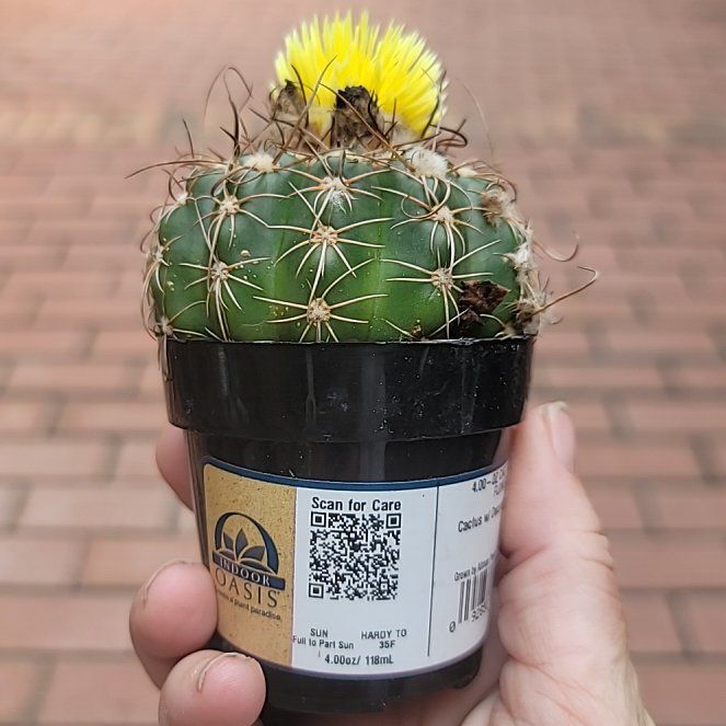 Photo of the plant species Miniature Barrel Cactus by @TycoonWoreya27 named Merv on Greg, the plant care app