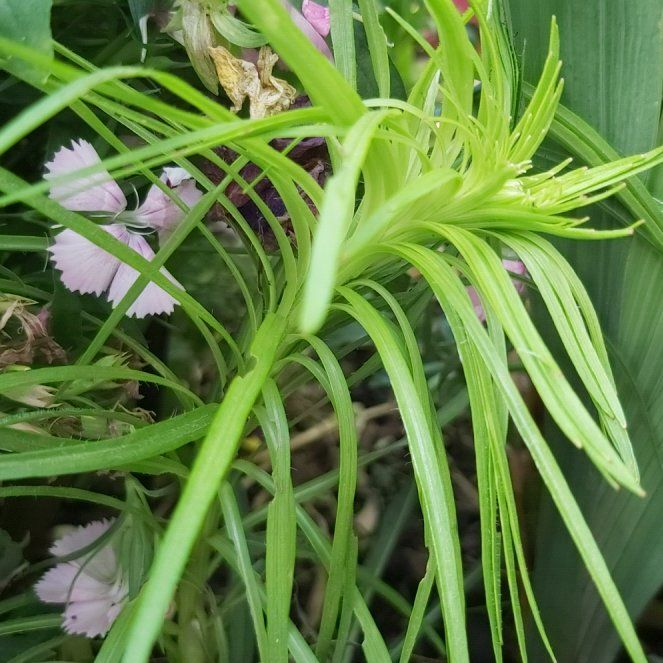 Photo of the plant species Dense Blazing Star by @BigPlanty57 named Fernie Mercury on Greg, the plant care app