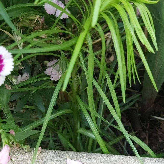 Photo of the plant species Onion Weed by @BigPlanty57 named Fernie Mac on Greg, the plant care app