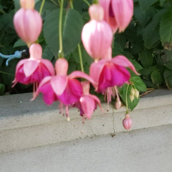 Photo of the plant species Hummingbird Fuchsia by @BigPlanty57 named Keanu Leaves on Greg, the plant care app