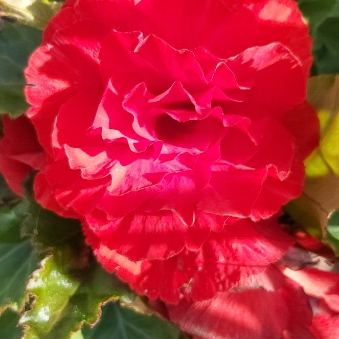 Photo of the plant species French Rose by @BigPlanty57 named Sanders on Greg, the plant care app