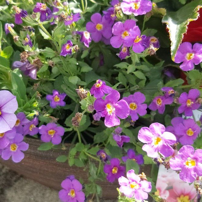 Photo of the plant species Lilacbush by @BigPlanty57 named Nithin on Greg, the plant care app