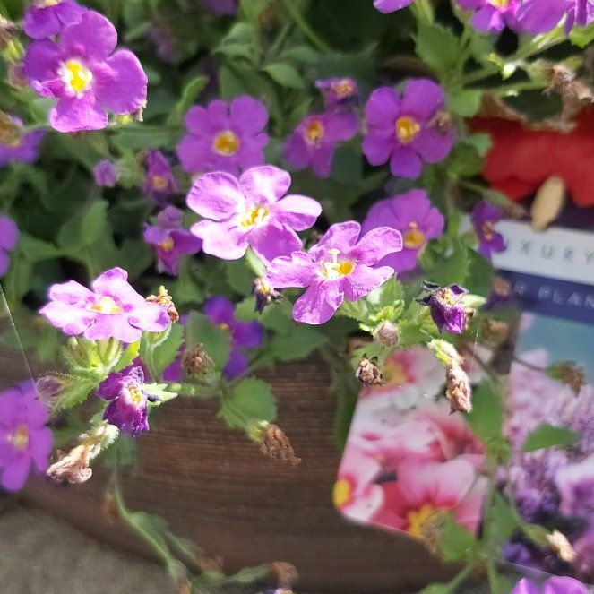 Photo of the plant species Lilacbush by @BigPlanty57 named Kendall on Greg, the plant care app